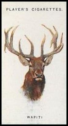 18 Wapiti